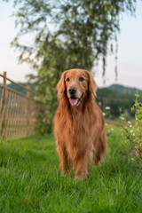 Fototapeta premium Golden Retriever walks on garden grass