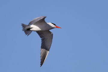 Caspian Tern