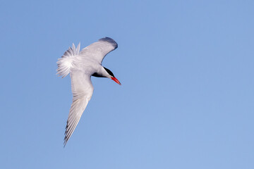 Fototapeta premium Caspian Tern