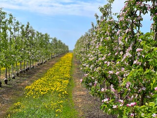 Fototapeta na wymiar Apple flowering trees in the spring orchard. Beautiful sunny day in blossoming garden.