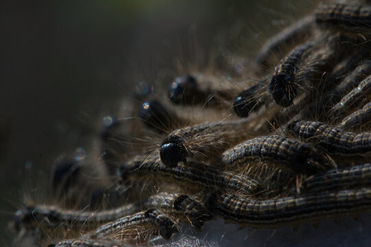 A nest of hairy caterpillars n the dark