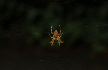 Spider on the web