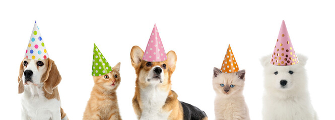 Cute funny cats and dogs in party hats isolated on white