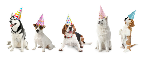 Cute funny dogs in party hats isolated on white