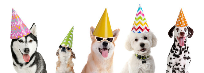 Cute funny dogs in party hats isolated on white