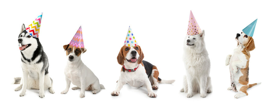 Cute Funny Dogs In Party Hats Isolated On White