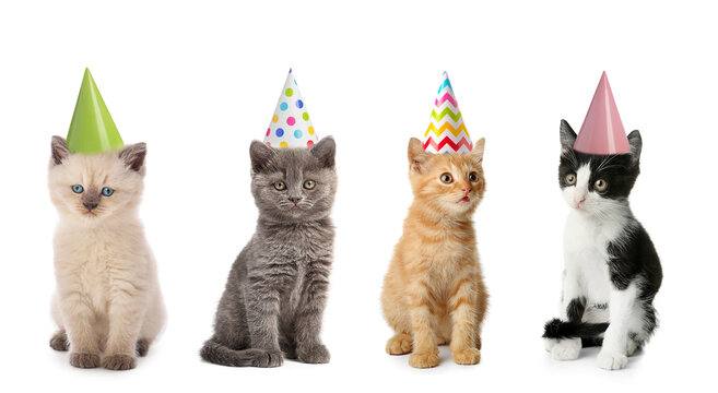 Cute funny kittens in party hats isolated on white