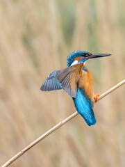 kingfisher on a branch
