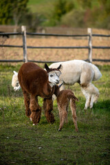 Vertical shot of cute three llamas on a lawn.