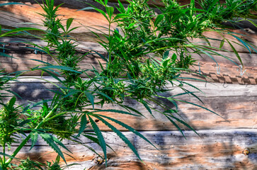 Closeup of Hemp Plant Growing Wild .