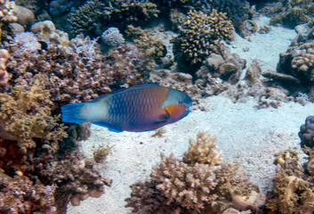Fototapeta na wymiar A Rusty Parrotfish (Scarus ferrugineus) in the Red Sea, Egypt
