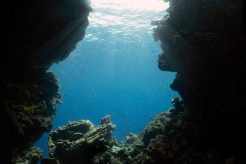 A swim through at Jackfish Alley in the Red Sea at Sharm el Sheikh, Egypt