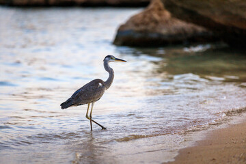 Black-headed heron wading through the sea water at the beach.