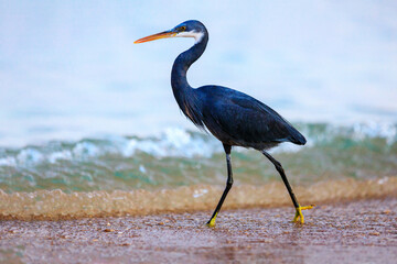 Black-headed heron wading through the sea water at the beach.