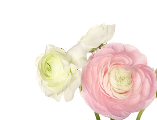 Bouquet of beautiful ranunculus flowers isolated on white background, closeup