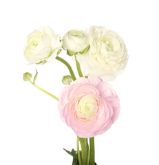 Bouquet of beautiful ranunculus flowers isolated on white background, closeup