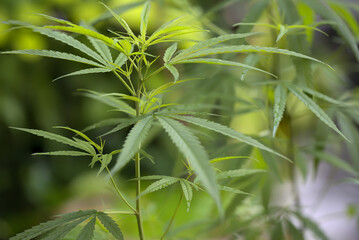 Marijuana, Plant herbal in nature in the natur