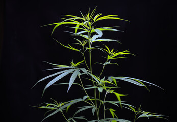 Marijuana, Plant herbal in nature on black background
