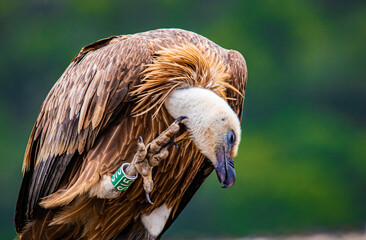 portrait of a vulture close up