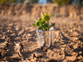 Close-up shot of a pot plant on a textured ground.