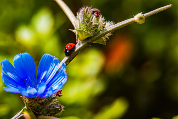 ladybug insect on a branch