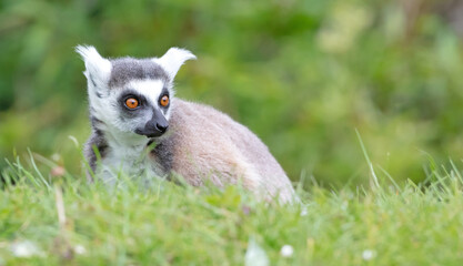 Lemur Catta (Maki) in nature