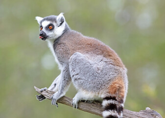 Lemur Catta (Maki) in nature