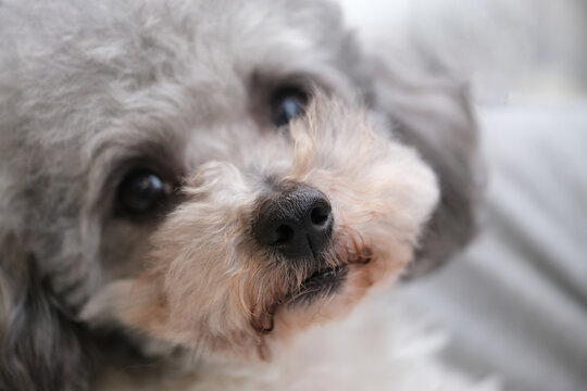 High Angle View Of One Gray Poodle Dog Raise Head Look Up