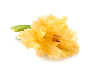 Beautiful gladiolus flower isolated on white background