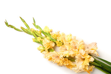 Bouquet of gladiolus flowers on white background, closeup