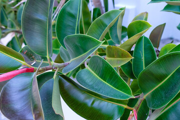 Green ficus plant, closeup view