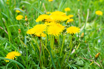 Meadow with green grass and yellow dandelion flowers