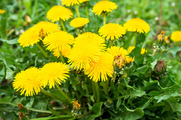 Meadow with green grass and yellow dandelion flowers