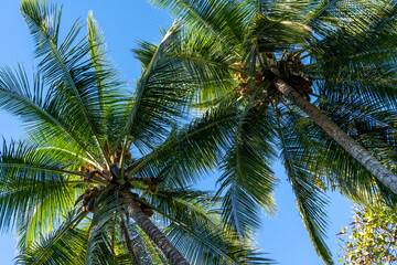 Fototapeta na wymiar Beautiful high big palm tree forest and blue sky. Tropical exotic background