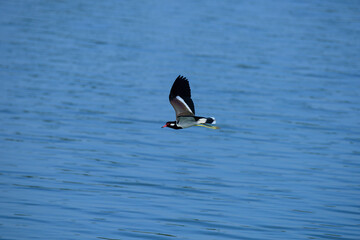 bird flying over blue water