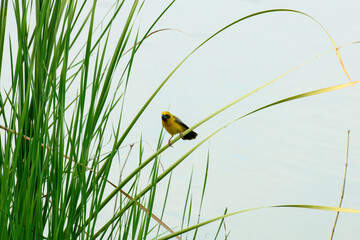 yellow sparrow perched on a reed