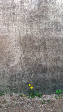 Dandelion in front of grey wall
