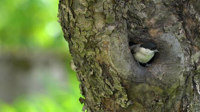 Great Tit leaves nest inside tree (Poecile montanus) - (4K)