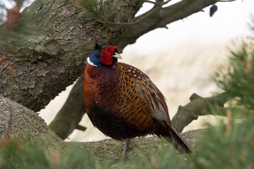 Jagdfasan (Phasianus colchicus)