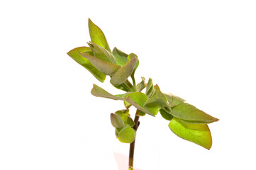 spring flower isolated on white background