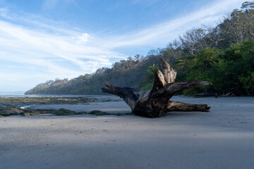 Fototapeta na wymiar Beautiful empty beach with big peace of drift wood. Tropical exotic beach in Costa Rica background