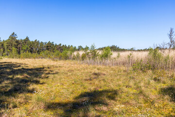 Bog landscape on a sunny summer day