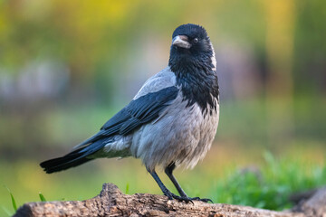 Wrona siwa łac. Corvus corone stojąca na pieńku i rozglądająca się na zielonym tle. Fotografia z Kisújszállás na Węgrzech.