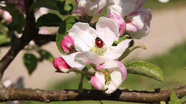 The apple tree has blossomed. A ladybug is crawling on an apple blossom. 