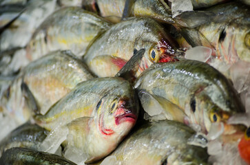 Fresh whole silver trevally freezing on ice at a fish market.
