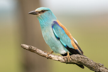 Kraska łac. Coracias garrulus siedząca na gałęzi na ciemnym tle.  Fotografia z Kisújszállás na Węgrzech.