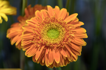 Close-up of orange gerbera flower, beautiful flower background