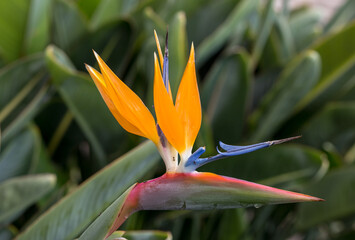 Fototapeta na wymiar Tropical flower strelitzia or bird of paradise on Madeira Island, Portugal.