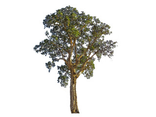 Beautiful shape of green tree isolated on white background.