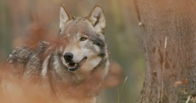 Gray wolf (Canis Lupus) in the autumn forest